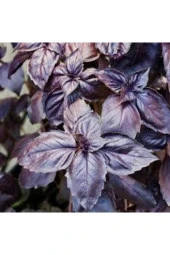 50 Adet Tohum Geniş Yaprak Mis Kokulu Mor Reyhan Tohumu - 2