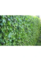 50 Adet Tohum Japon Sarmaşık Tohumu Japon Sarmaşığı Tohumu Japon Samaşık Çiçeği - 2