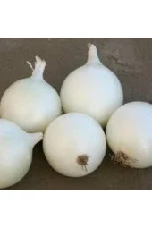 Beyaz Kışlık Kuru Soğan Tohumu 50 Adet - 1