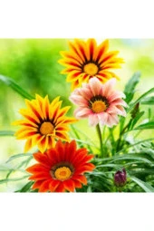 10 Adet Tohum Nadir Bulunan Koyun Gözü Çiçeği Tophumu thumbnail 1