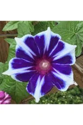 10 Adet Tohum Nadir Bulunan Ipomea Purpurea Çiçeği Tohumu thumbnail 1