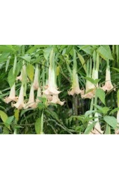 5 Adet Tohum Nadir Bulunan Meleklerin Borozanı Çiçeği - 2