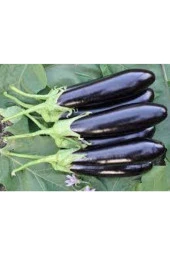 50 Adet Yerli Kemer Patlıcan Tohumu thumbnail 2