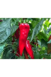 20 Adet Tohum Kırmızı Kapya Biber Tohumu Etli Pat Biber Kebaplık Biber Sürpriz Hediye Tohumludur thumbnail 1