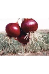25 Adet Tohum Kışlık Kuru Soğan Tohumu - 1