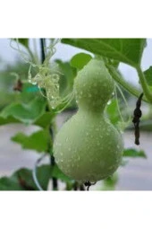 Nadir Süs Su Kabağı Tohumu 3 Adet - 1