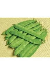 50 Adet Tohum Ayşe Kadın Fasulye - 1