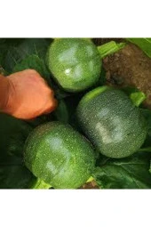 Dolmalık Nadir Topak Kabak Tohumu15 adet - 1