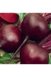 Kırmızı Pancar Tohumu 100 Adet - 2