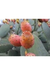 5 Adet Dikenli Hint Incir Frenk Inciri Tohumu thumbnail 1