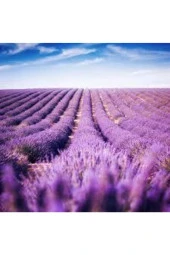 300 Adet Tohum Lavanta Çiçeği Tohum Mor Lavanta Ingiliz Saksı Toprak - 1