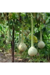 Nadir Uzun Süs Kabağı Tohumu Su Kabağı Tohumu 3 Adet thumbnail 2