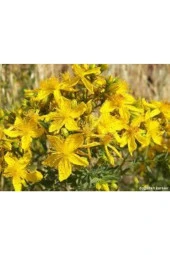 20 Adet Tohum Eko Paket Sarı Kantaron Tohumu Kantaron Tohumu Saksı Toprak Hediymiz - 2