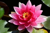 5 Adet Tohum Nadir Bulunan Pembe Lotus Çiçeği Tohumu Lotus Su Çiçeği Tohumu Nilüfer Çiçeği Tohumu - 1