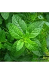 50 Adet Tohum Nane Eko Paket Saksı Toprak Tohum Set Mis Kokulu Nane Ata Tohum thumbnail 1