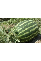 5 Adet Tohum Meşhur Diyarbakır Karpuzu Tohumu Karpuz Tohumu Ata Tohum Süpriz Hediye Tohum - 1