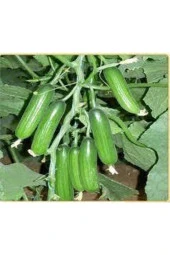 10 Adet Tohum Silor Yerli Parmak Salatalık Tohumu Orjinal Ata Tohum Sülor Salatalık Saksı Toprak Hed thumbnail 2