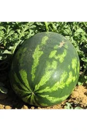 50 Adet Tohum Büyük Iri Boy Siyah Kara Bal Karpuz Yerli Ata Tohum Sürpriz Tohum - 1