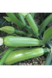 10 Adet Tohum Sakız Kabak Tohumu Orjinal Ata Tohum Dolmalık Beyaz Kabak Köy Kabağı thumbnail 1