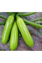 10 Adet Tohum Sakız Kabak Tohumu Orjinal Ata Tohum Dolmalık Beyaz Kabak Köy Kabağı thumbnail 2