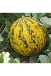 100 Adet Tohum Kırkağaç Ince Kabuk Altınbaş Kavun Tohumu Ata Tohum Sürpriz Hediye Tohum - 2