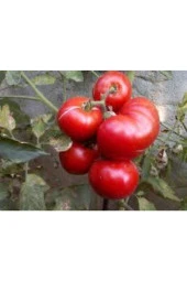 20 Adet Tohum Orjinal Köy Domatesi Tohumu Ata Tohum Yerli Tabak Köy Domates Tohumu Saksı Toprakla - 4