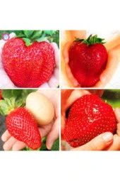 10 Adet  Tohum Dev Çilek Tohumu Yediveren Çilek Tohum Ata Tohum Çileği - 1