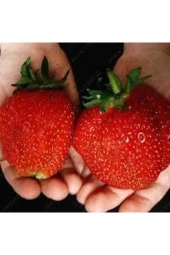 10 Adet Tohum Dev Çilek Tohumu Yediveren Çilek Tohum Ata Tohum Çileği - 2