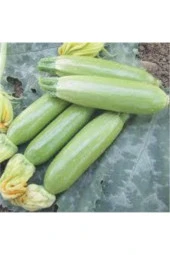 20 Adet Tohum Sakız Kabak Ata Tohum - 1