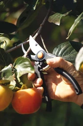 Profesyonel Bahçe Budama Makas 230 mm thumbnail 2