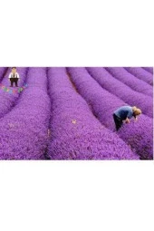 Tohum Lavanta Çiçeği Tohum Mor Kokulu Ingiliz Saksı Toprak - 100 Adet thumbnail 1