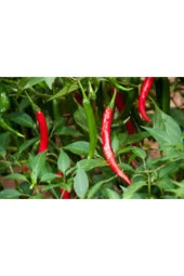10 Adet  Nadir Orijinal Acı Thailand Biberi Tohumu thumbnail 2