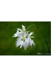 5 Adet Nadir Bulunan Beyaz Japon Radiata Kuş Çiçeği Tohumu thumbnail 1