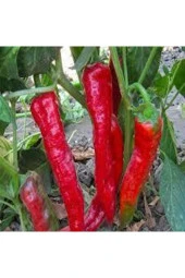 Adana Karaisalı Hafif Acı Salçalık Biber Tohumu 50 Adet thumbnail 2