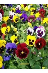 Hercai Menekşe Güzel Çiçek Çiçeği Tohumu 15 Adet thumbnail 1