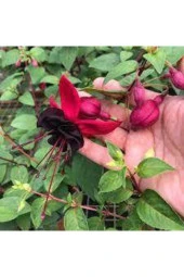 10 Adet Kırmızı Siyah Yer Küpeli Çiçeği Saksı Toprak Tohumu thumbnail 2