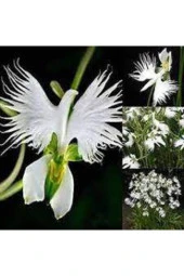 5 Adet Nadir Bulunan Beyaz Japon Radiata Kuş Çiçeği Tohumu thumbnail 2