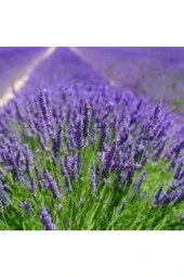 Tohum Lavanta Çiçeği Tohum Mor Kokulu Ingiliz Saksı Toprak - 100 Adet thumbnail 3