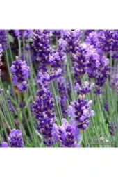 Tohum Lavanta Çiçeği Tohum Mor Kokulu Ingiliz Saksı Toprak - 100 Adet thumbnail 4