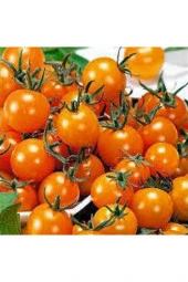 5 Adet Tropikal Nadir Turuncu Çeri Domates Tohumu thumbnail 2