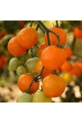 5 Adet Tropikal Nadir Turuncu Çeri Domates Tohumu thumbnail 3