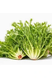 Hindibağı Radika Otu Doğal Dağ Tohumu 20 adet thumbnail 2