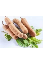 25 Adet Tropikal Demir Hindi Ağacı Tohumu thumbnail 1