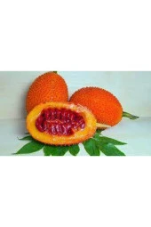 15 Adet Eko Paket Kudret Narı Tohumu thumbnail 3