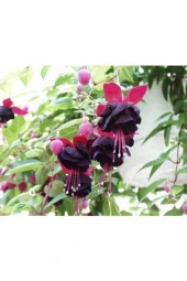 Nadir Bulunan Siyah Küpeli Çiçek Tohumu 15 Adet thumbnail 2