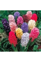 Karışık Renkli Sümbül Çiçeği Tohumu 10 Adet thumbnail 1