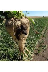 Beyaz Şeker Pancarı Tohumu 100 Adet thumbnail 2