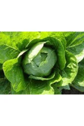 50 Adet Göbekli Yedikule Marul Tohumu thumbnail 2