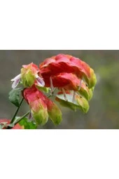 Tilki Kuyruğu Çiçeği Tohumu  20 Adet thumbnail 2