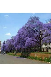 5 Adet Dev Jakaranda Ağacı Tohumu thumbnail 1